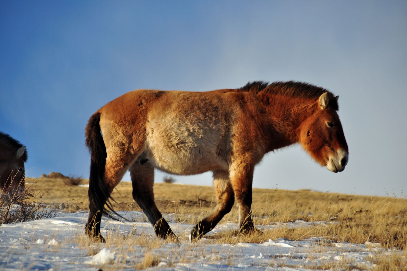 Nikon D90 sample photo. Horse przewalki, animals, wild photography