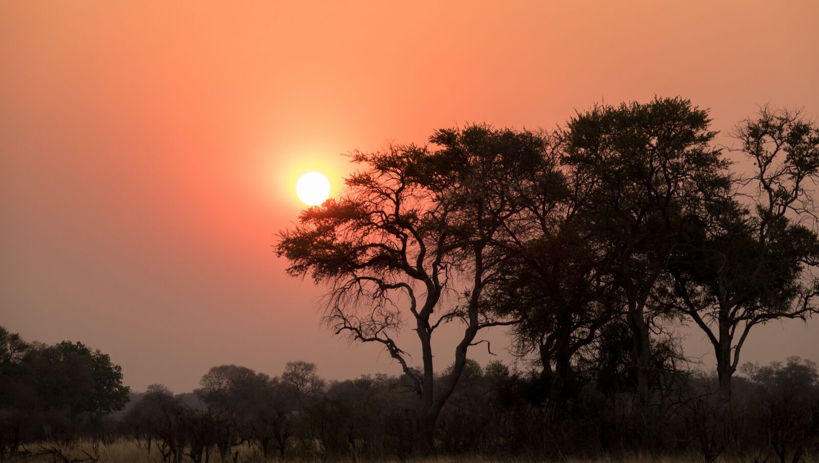 Sony Cyber-shot DSC-RX10 III sample photo. Sunset, botswana, nature shots photography