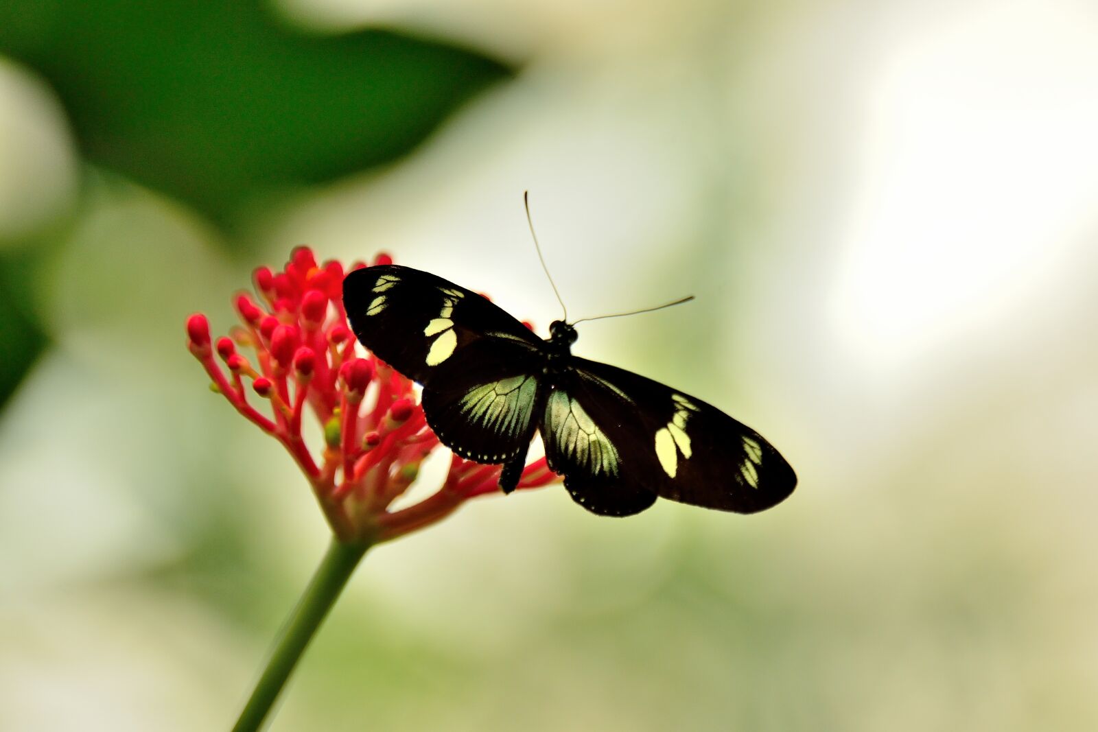 Nikon D800 sample photo. Butterfly, mainau, lake constance photography