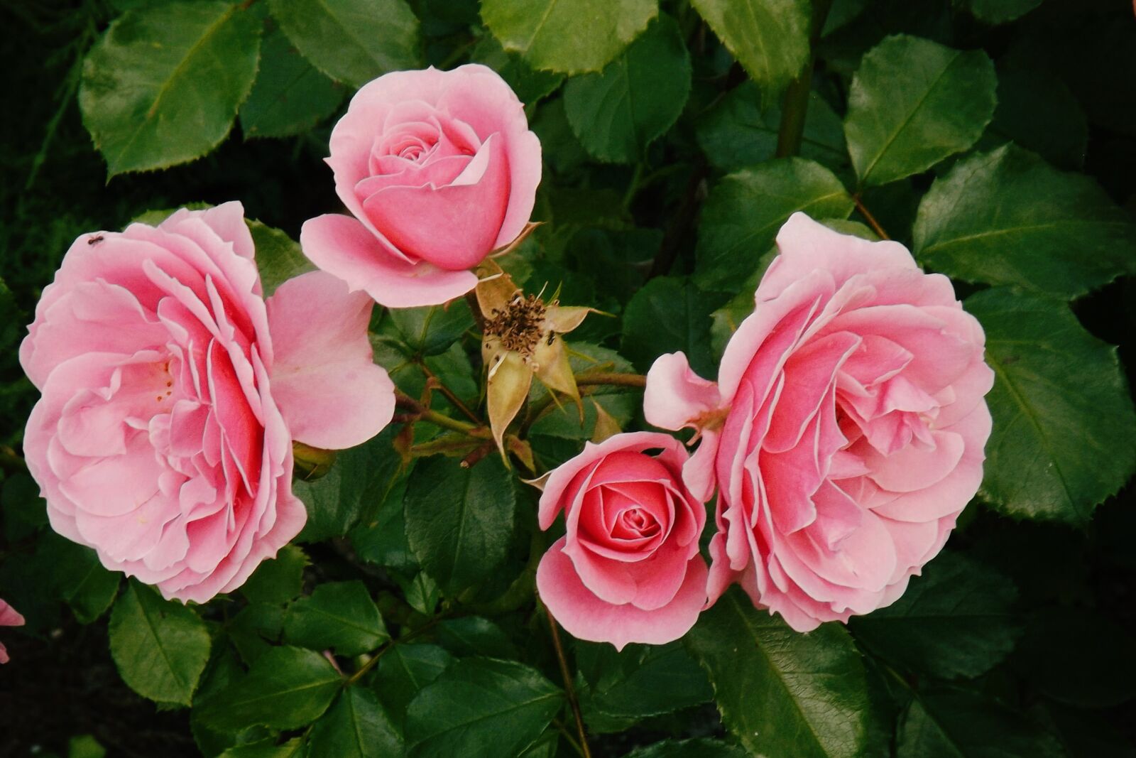 Fujifilm FinePix S4300 sample photo. Roses, flowers, pink photography