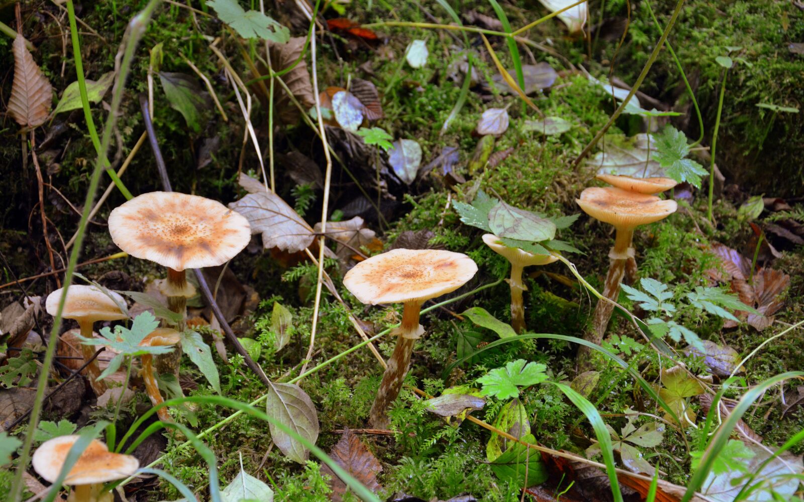 Nikon D7100 sample photo. Mushrooms, nature, autumn photography