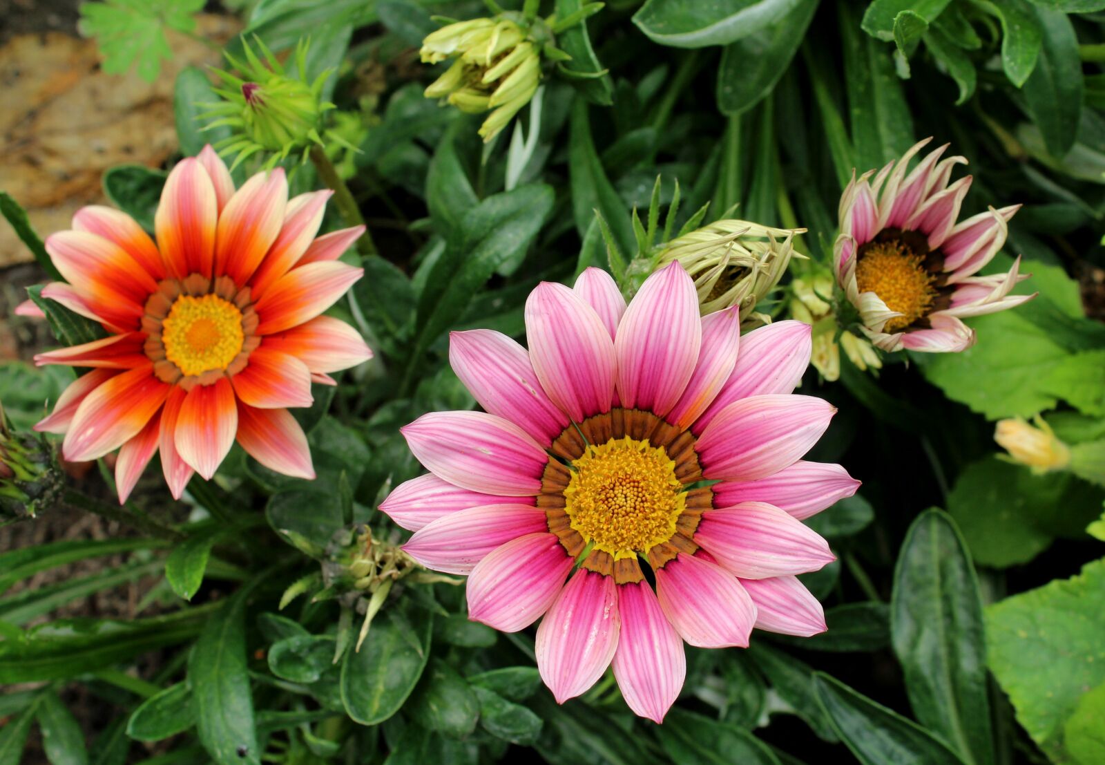 Canon EOS 1200D (EOS Rebel T5 / EOS Kiss X70 / EOS Hi) sample photo. Gazanie, flowers, summer photography