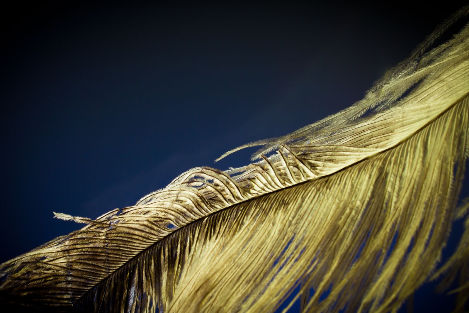 Canon EOS 70D + Canon EF 50mm F2.5 Macro sample photo. Ostrich feather, feather, ease photography