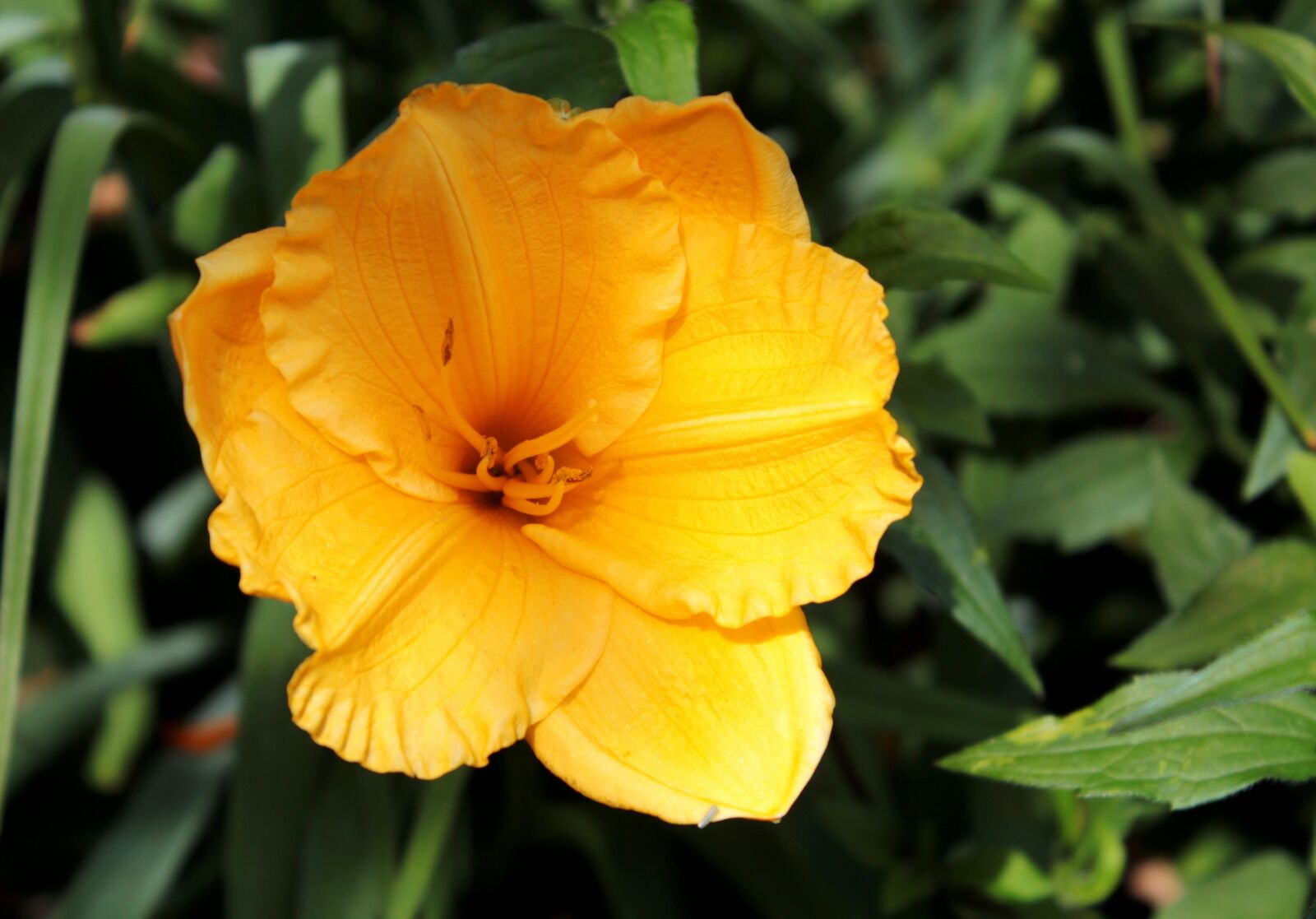 Canon EOS 600D (Rebel EOS T3i / EOS Kiss X5) sample photo. Hemerocallis, daylily, yellow photography