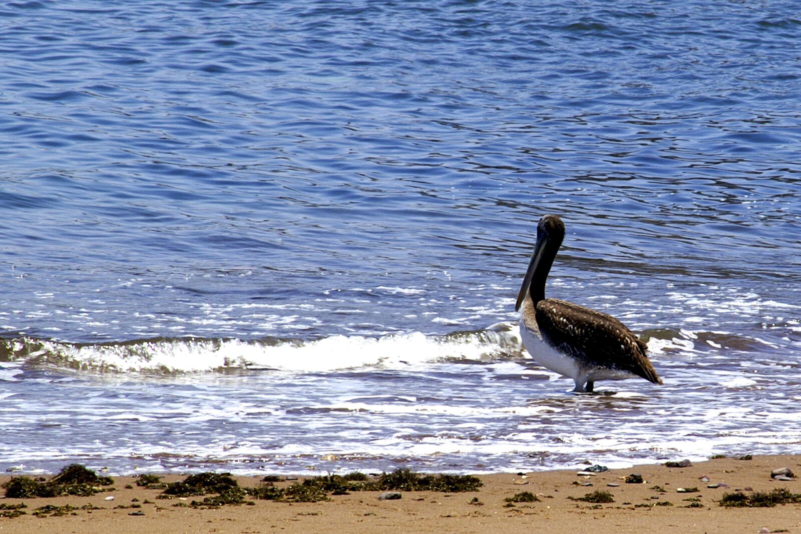 KONICA MINOLTA DYNAX 7D sample photo. Pelican, bird, chile photography