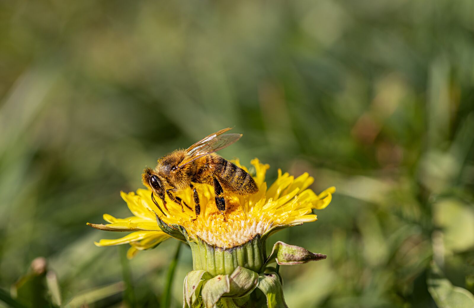 Canon EOS R sample photo. Bee, honey bee, insect photography