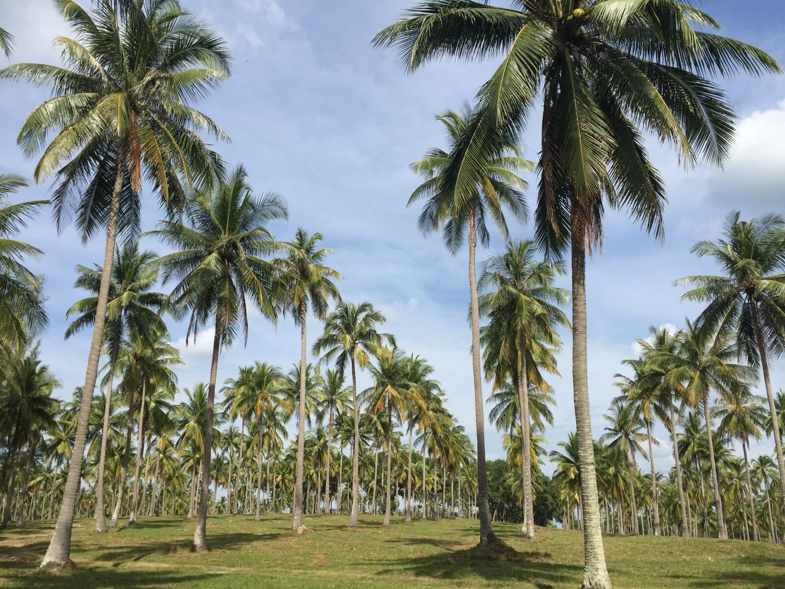 Apple iPhone 6 sample photo. Coconut garden, the longest photography