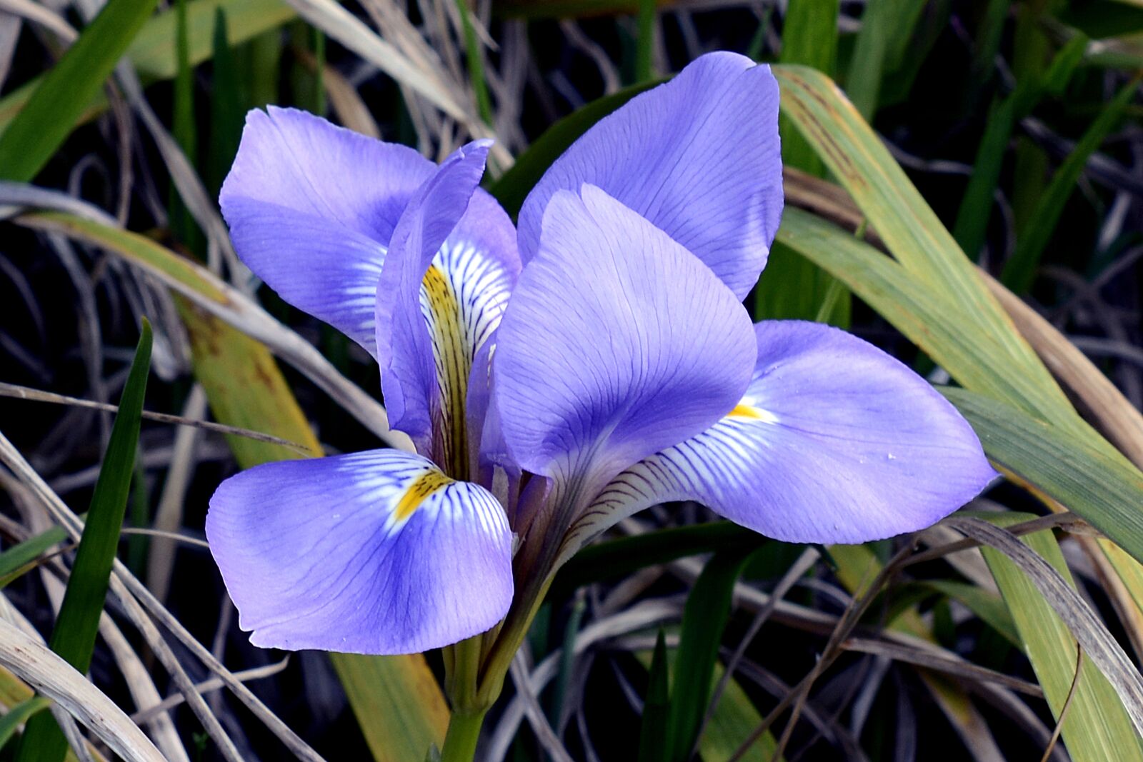 Nikon D7100 sample photo. Iris, blossom, bloom photography