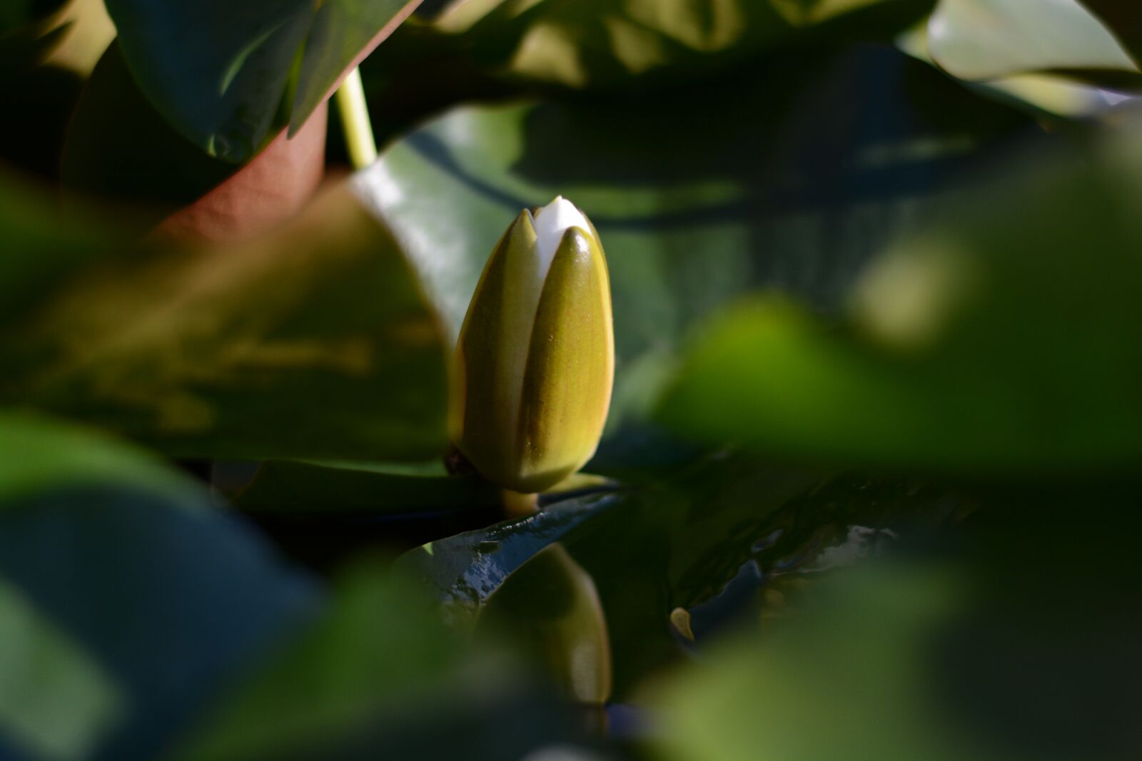 Nikon D7100 sample photo. Waterlily, green, pond photography