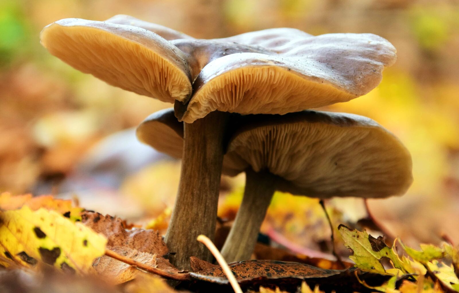 Nikon D3300 sample photo. Fungus, wood, mushroom, leaf photography