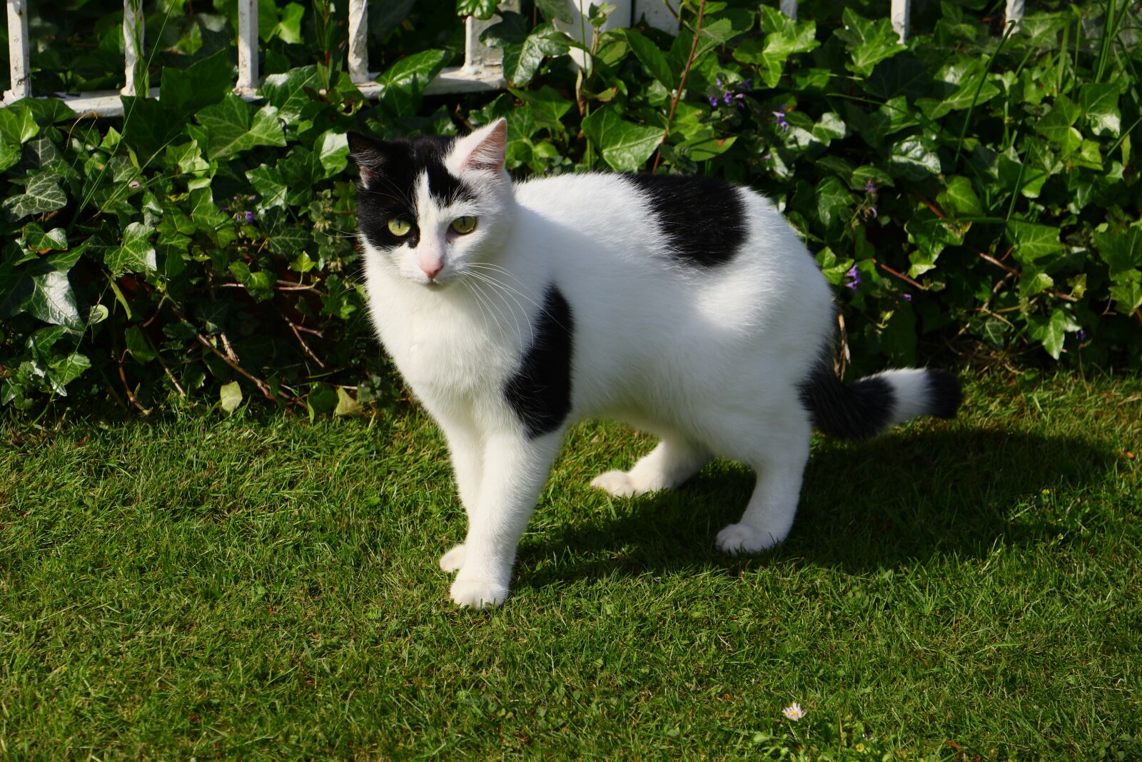 Canon EOS M5 sample photo. Cat, female, mammal photography