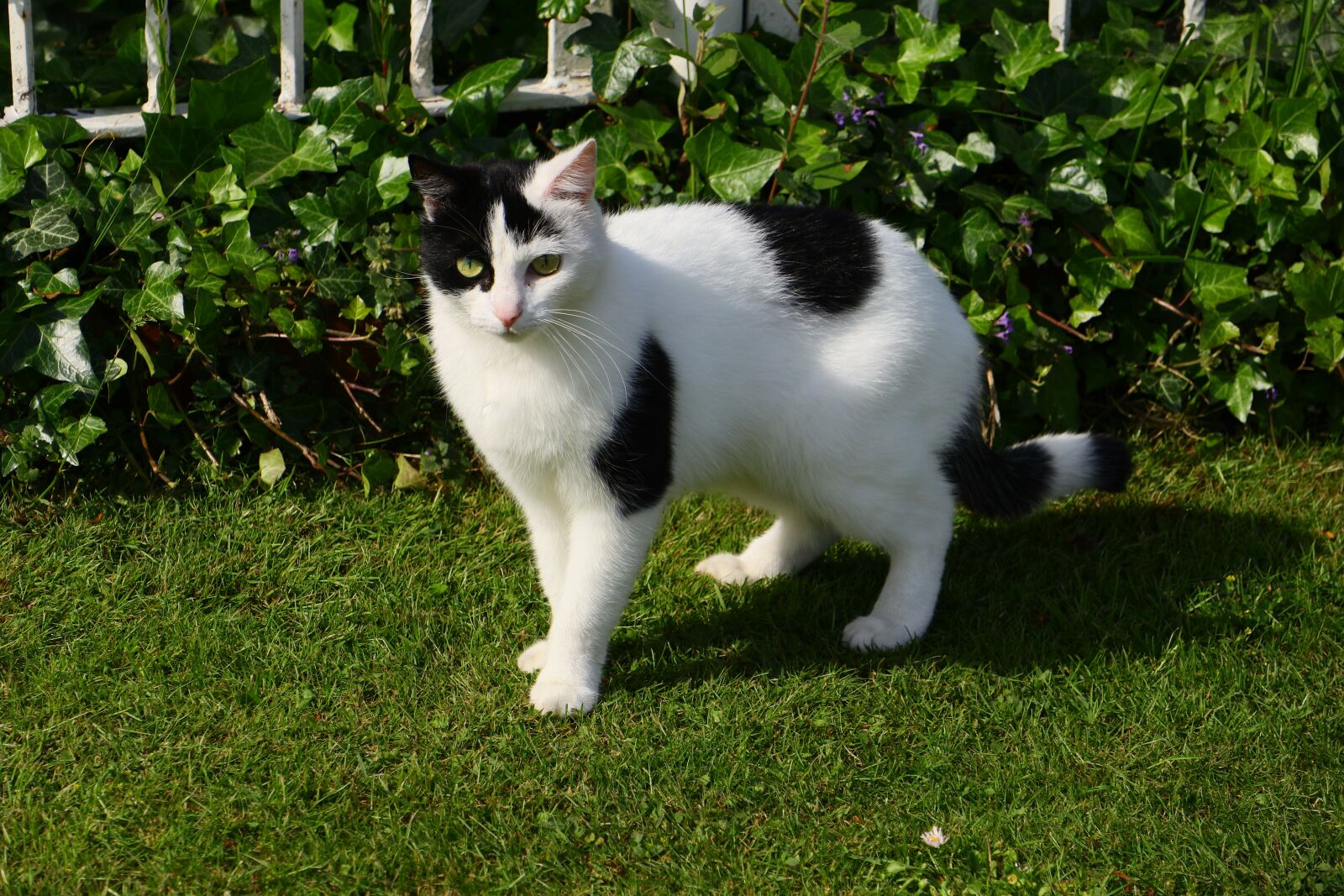 Canon EOS M5 + Canon EF-M 18-150mm F3.5-6.3 IS STM sample photo. Cat, female, mammal photography