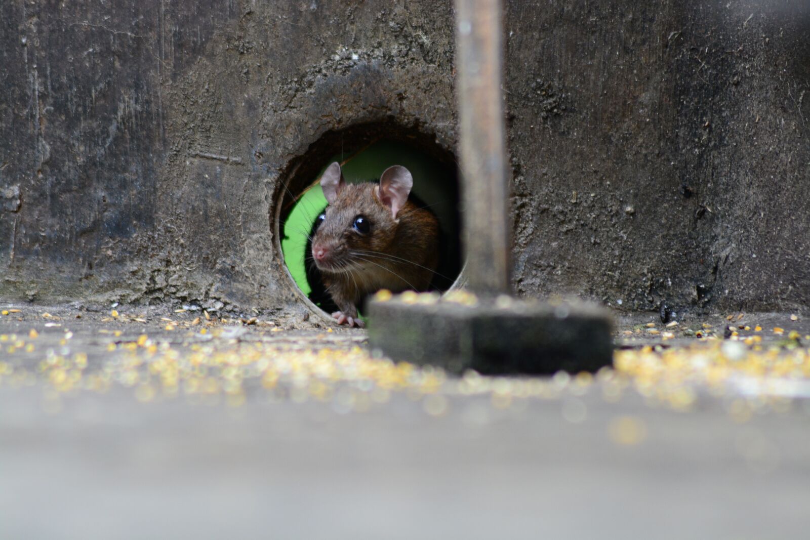 Nikon D5200 sample photo. Mouse, rat, rodent photography