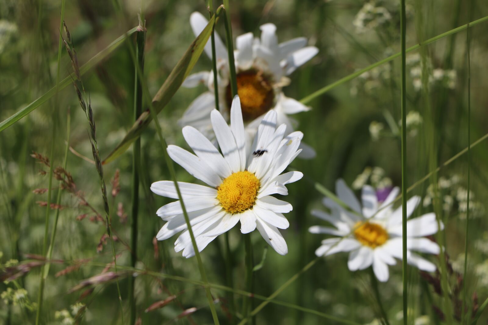 Canon EOS 800D (EOS Rebel T7i / EOS Kiss X9i) sample photo. Flowers, marguerittes, nature photography