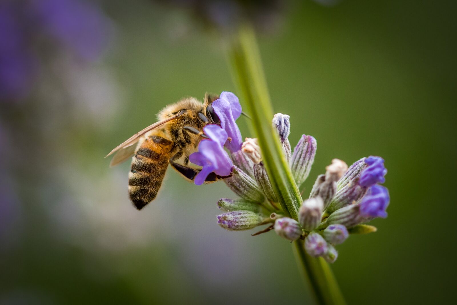 Nikon D750 sample photo. Honey bee, lavender, bee photography