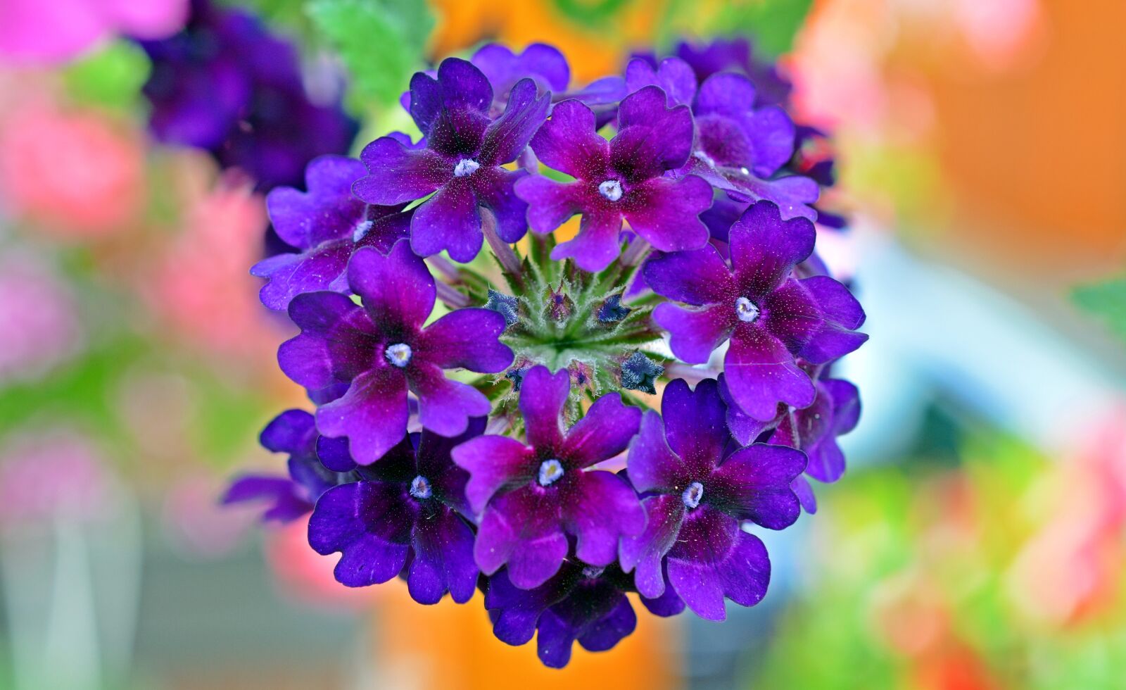 Nikon D5200 sample photo. Verbena, flowers, violet photography