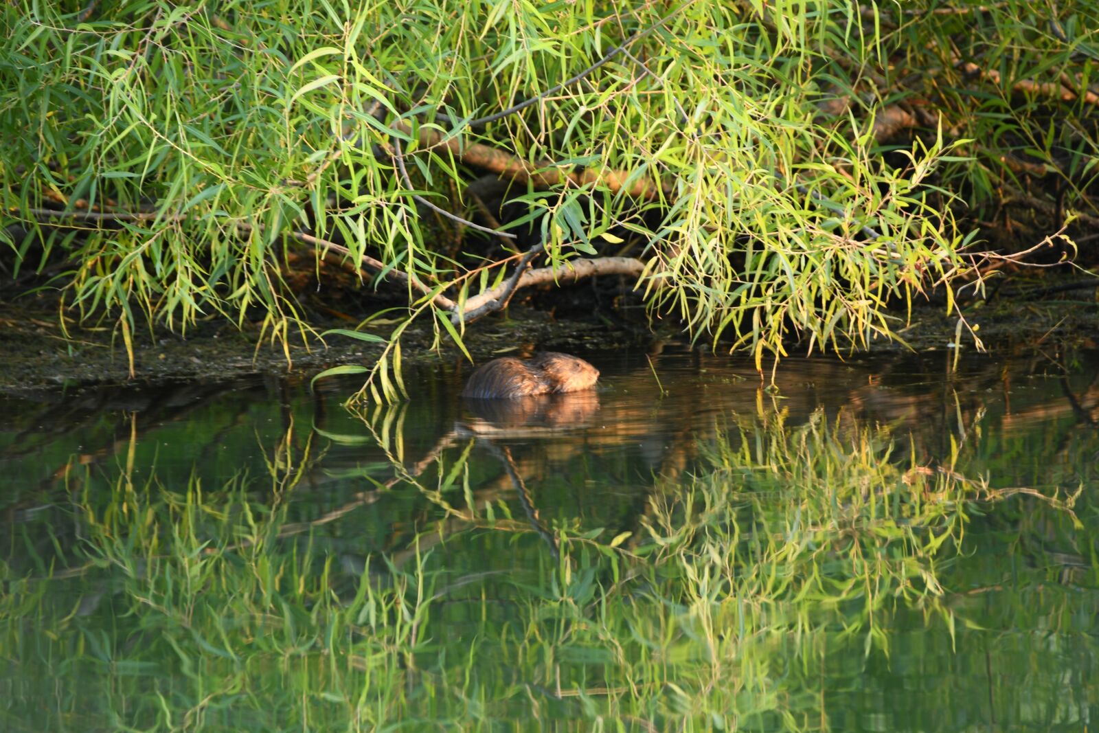 Nikon D7500 sample photo. Water, nature, landscape photography