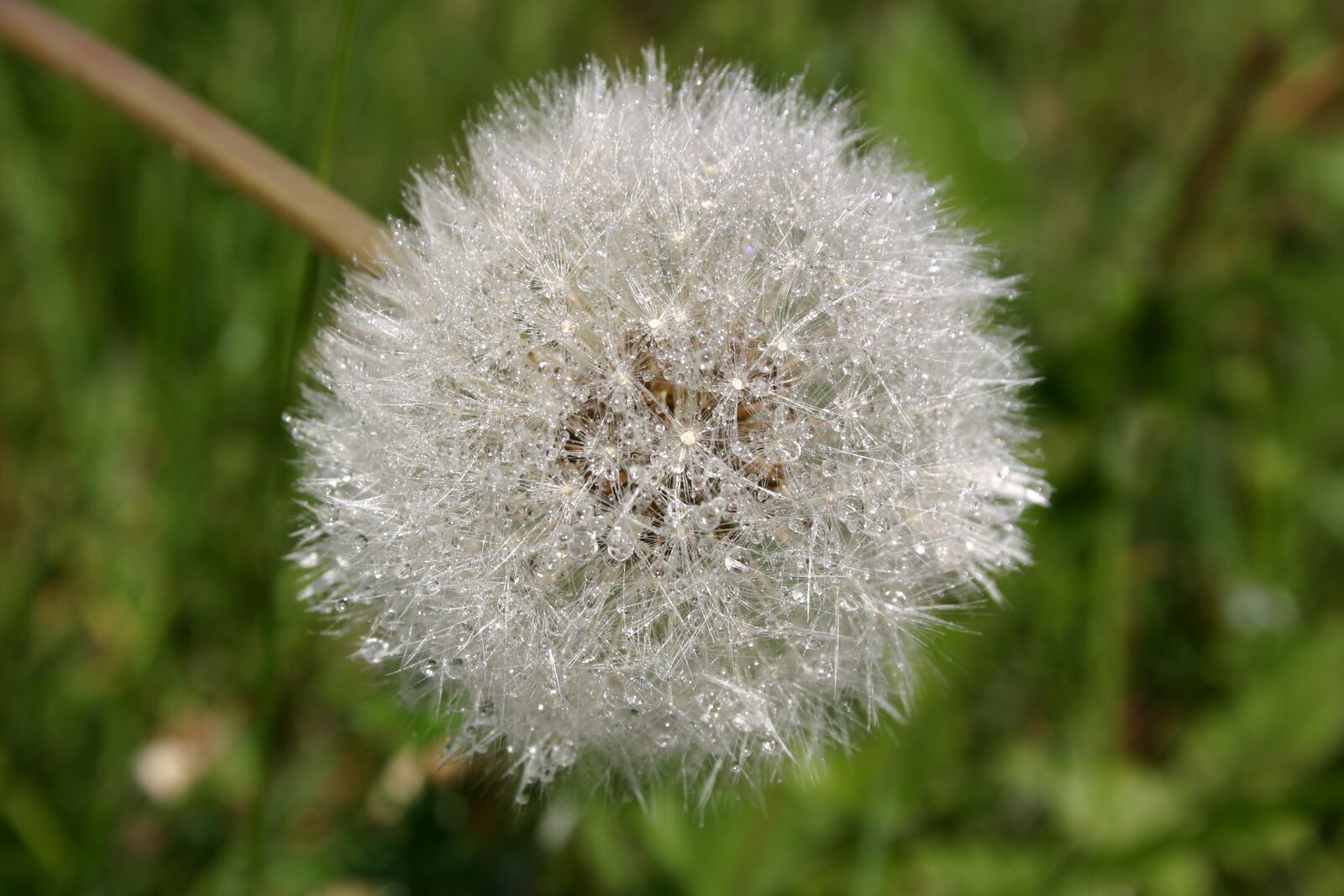 Canon EOS 300D (EOS Digital Rebel / EOS Kiss Digital) sample photo. Dandelion, plant, nuns photography