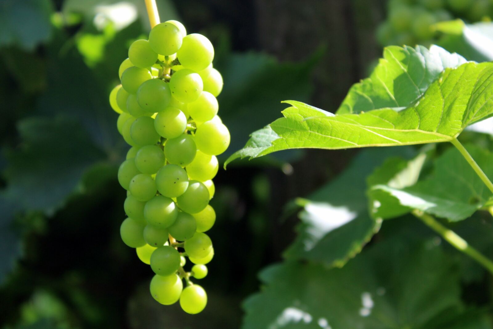 Canon EOS 1200D (EOS Rebel T5 / EOS Kiss X70 / EOS Hi) sample photo. Grapes, fruit, nature photography