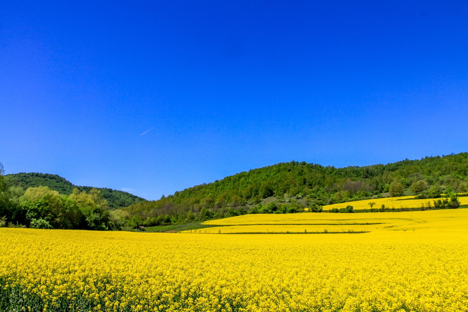 Canon EF-S 17-85mm F4-5.6 IS USM sample photo. Nature, landscape, forest photography