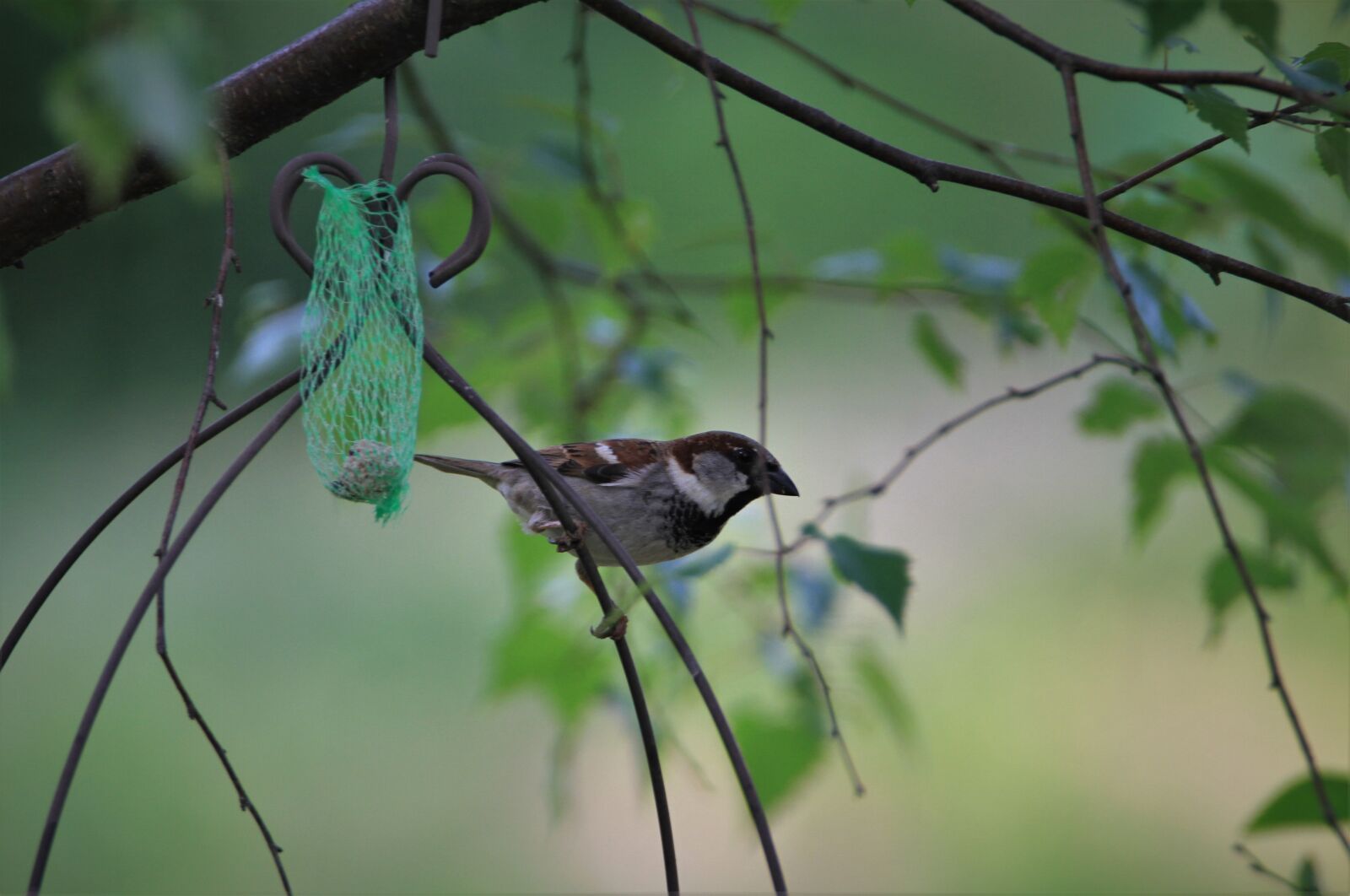 Tamron SP 150-600mm F5-6.3 Di VC USD sample photo. Sparrow, bird, songbird photography