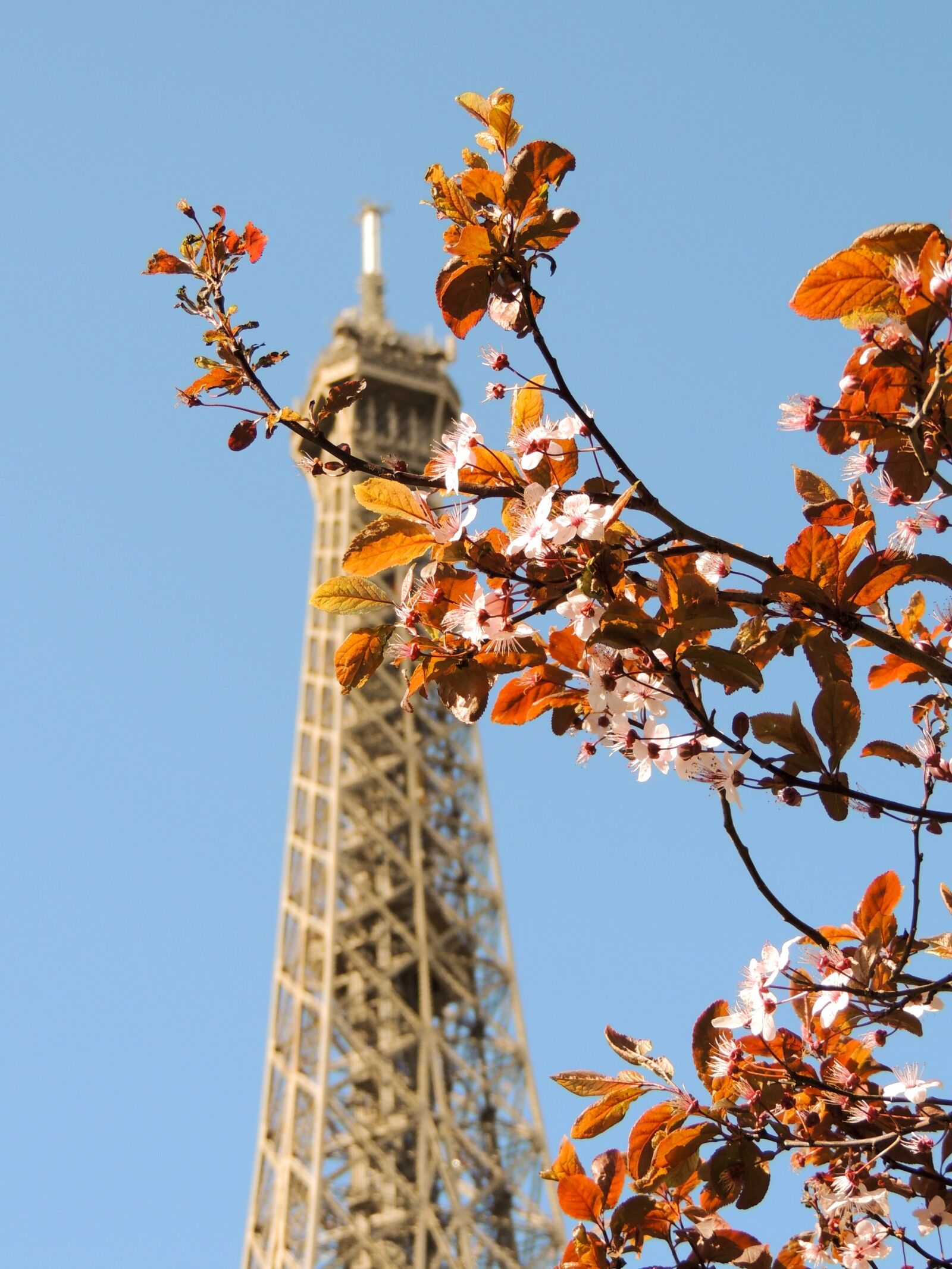 Nikon Coolpix P510 sample photo. Paris, eiffel tower, france photography