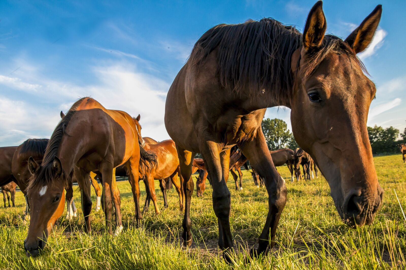 Canon EOS 70D sample photo. Horses, meadow, animal photography