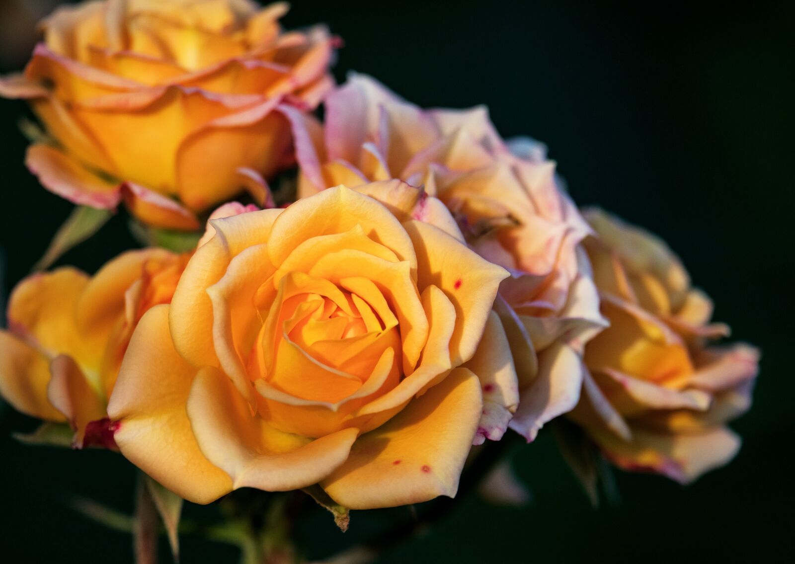 Canon EF-S 55-250mm F4-5.6 IS STM sample photo. Rose, blossom, bloom photography