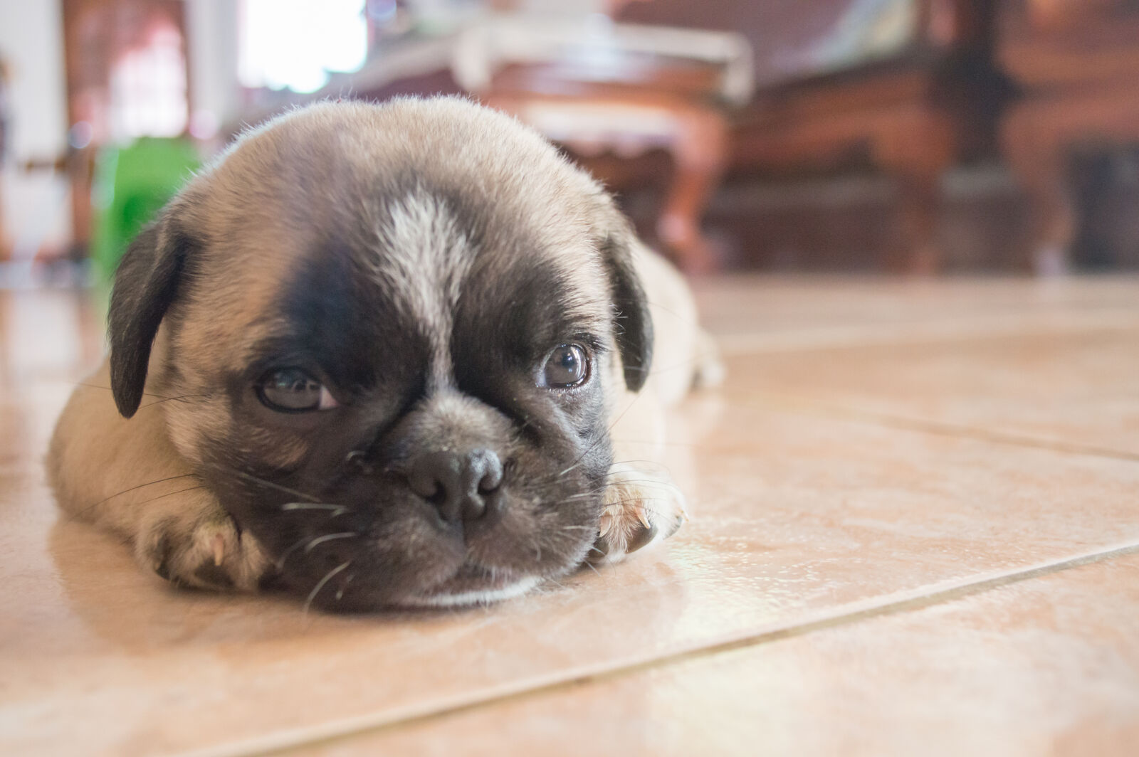 Nikon D3200 sample photo. Animal, dog, floor, pug photography