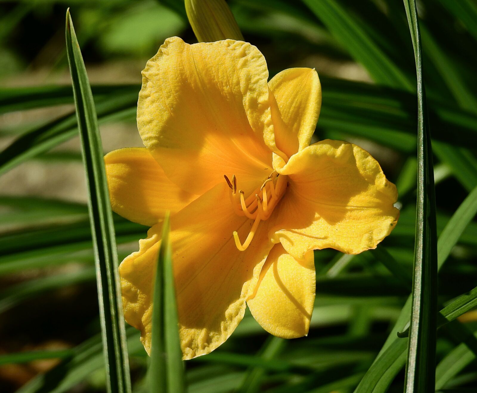 Nikon Coolpix P900 sample photo. Flower, yellow, garden photography