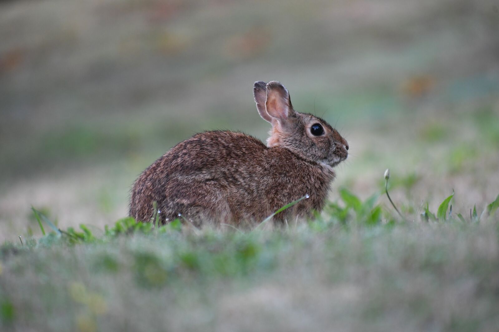 Nikon D500 sample photo. Rabbit, animal, wildlife photography