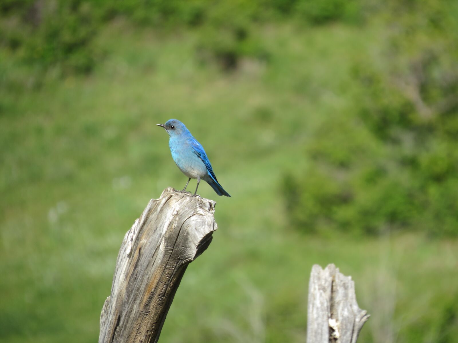 Canon PowerShot SX50 HS sample photo. Bluebird, nature, bird photography