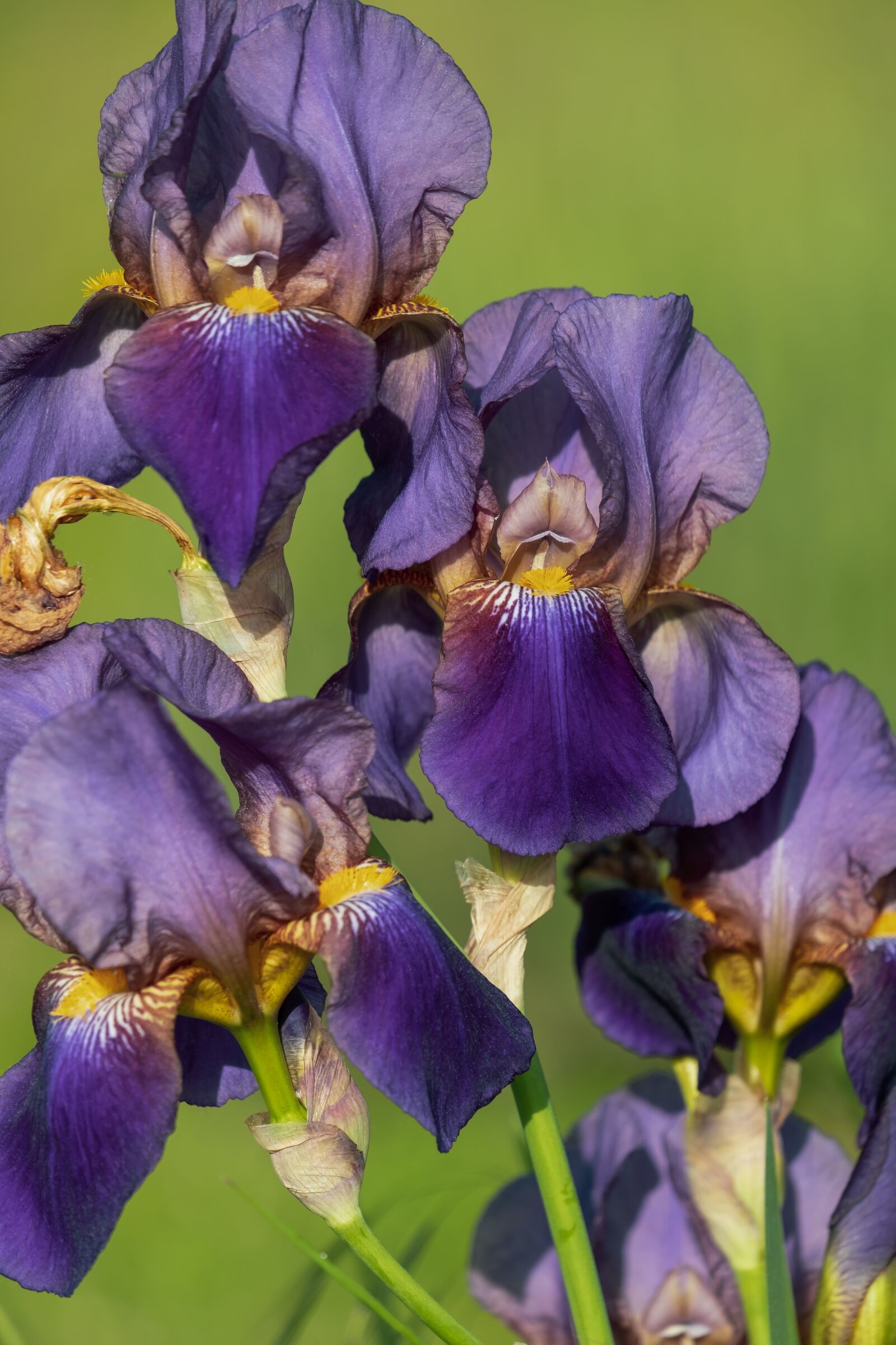Fujifilm X-T30 sample photo. Iris, blossom, bloom photography
