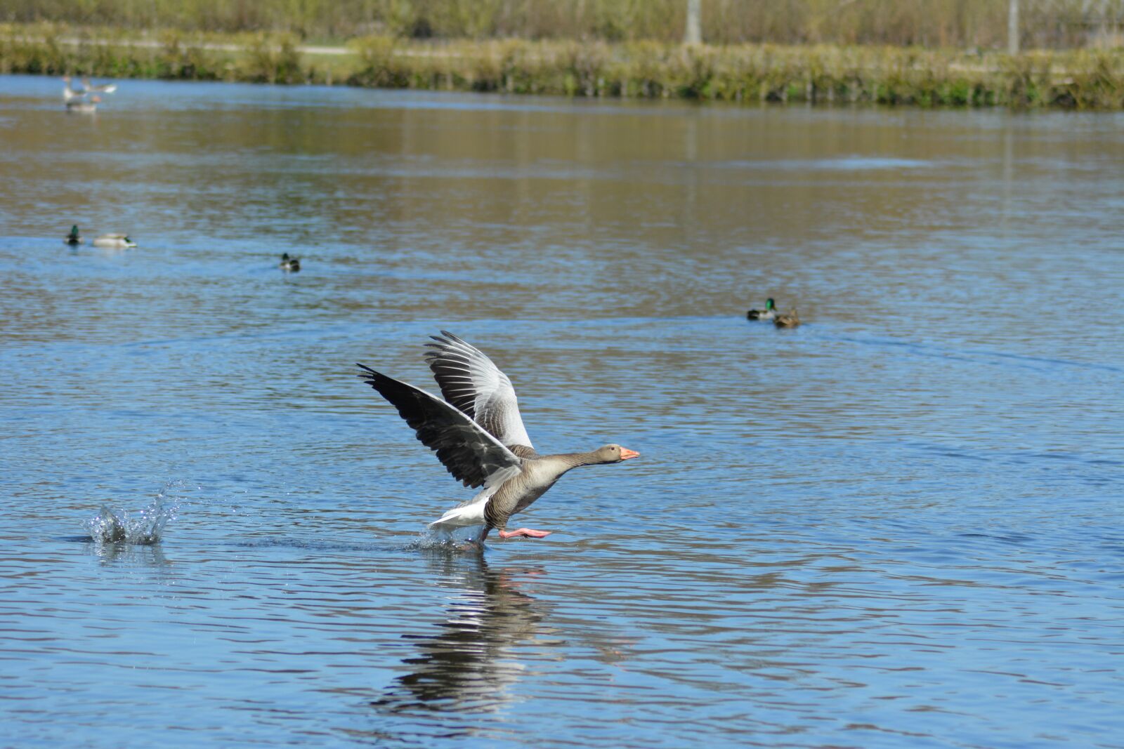 Nikon D5200 sample photo. Goose, landing, sky photography