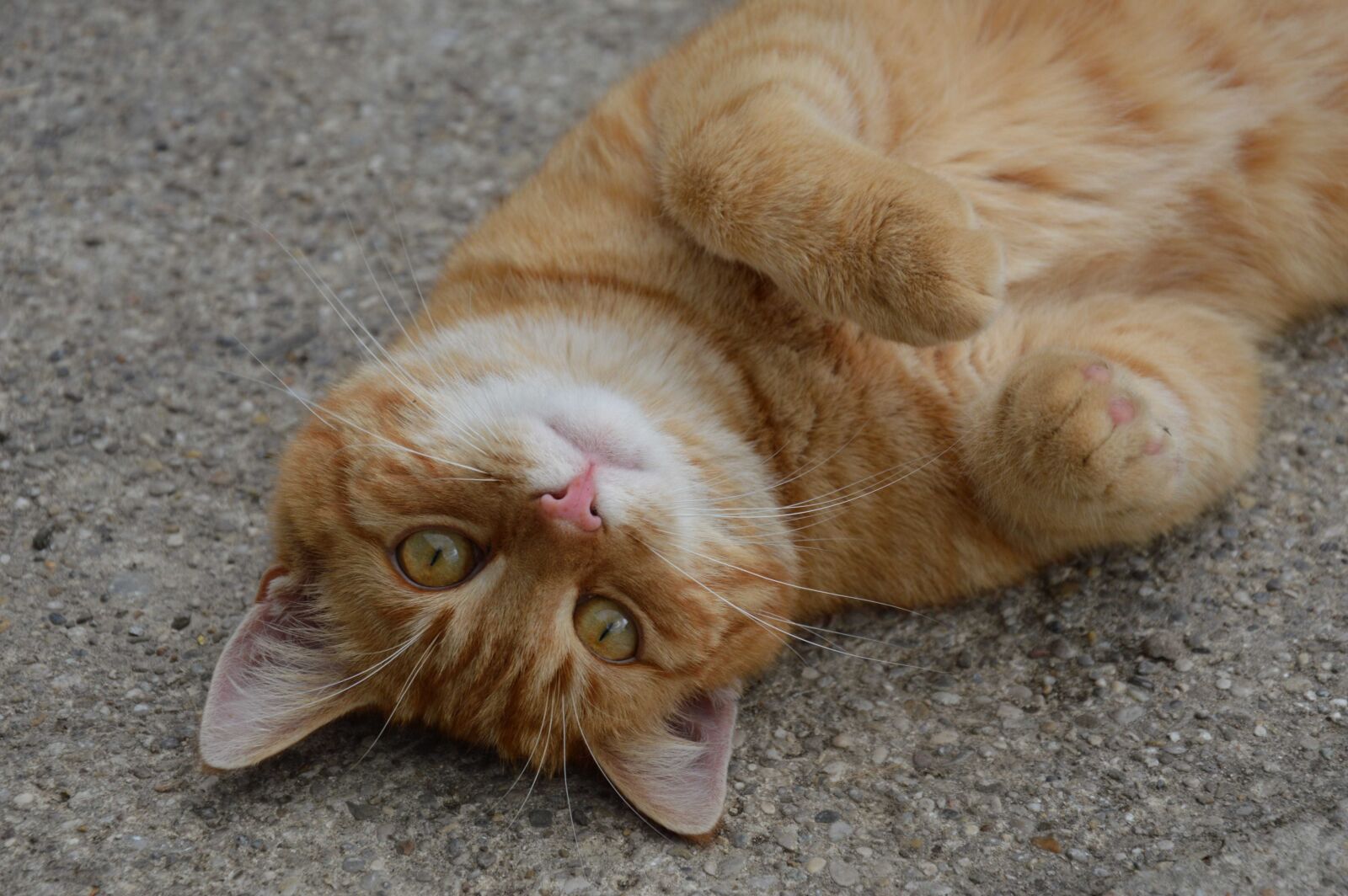Nikon D3200 sample photo. Red cat, crawl, gatto photography