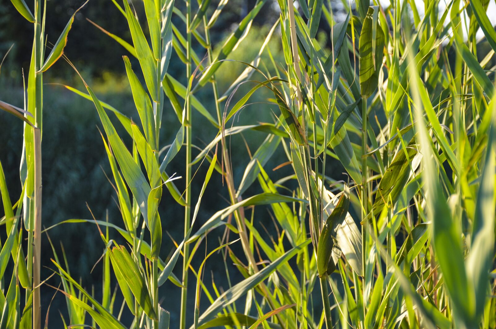 Nikon D7000 sample photo. Cane, green, nature photography
