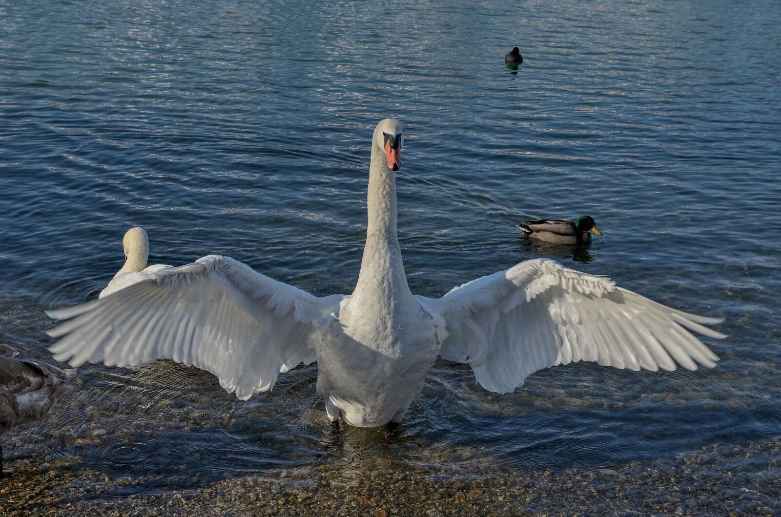 Nikon D7000 sample photo. Swan, water, lake photography