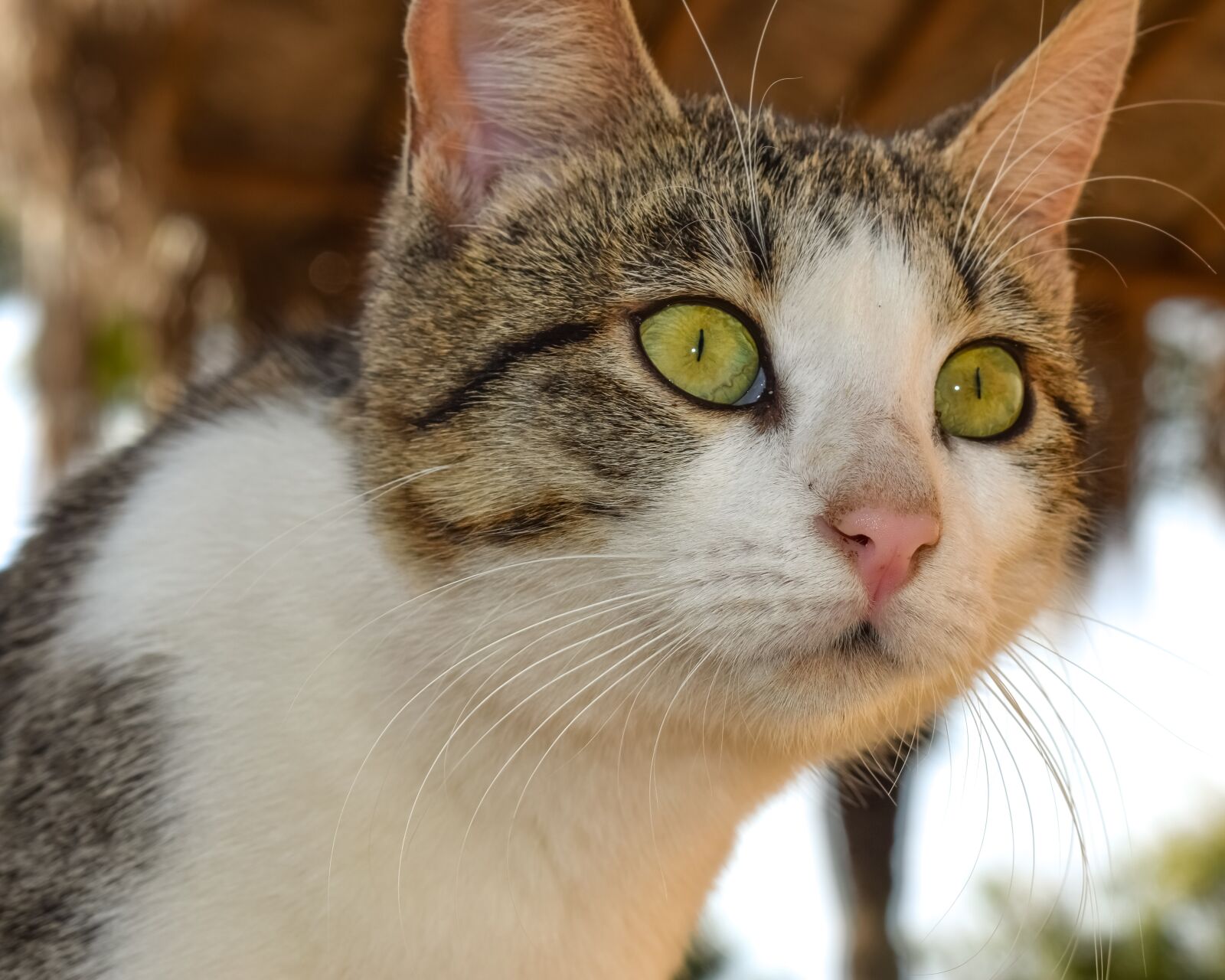 Nikon D3300 sample photo. Cat, stray, eyes photography