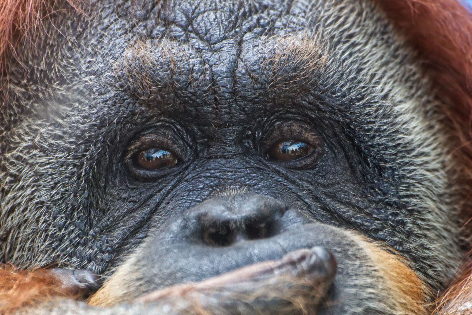 Canon EOS 1300D (EOS Rebel T6 / EOS Kiss X80) sample photo. Monkey, nature, face photography