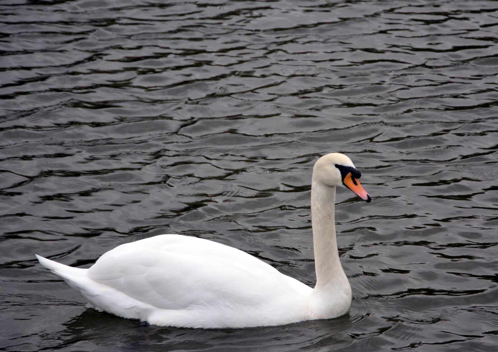 Nikon D5200 sample photo. White swan, river, swimming photography