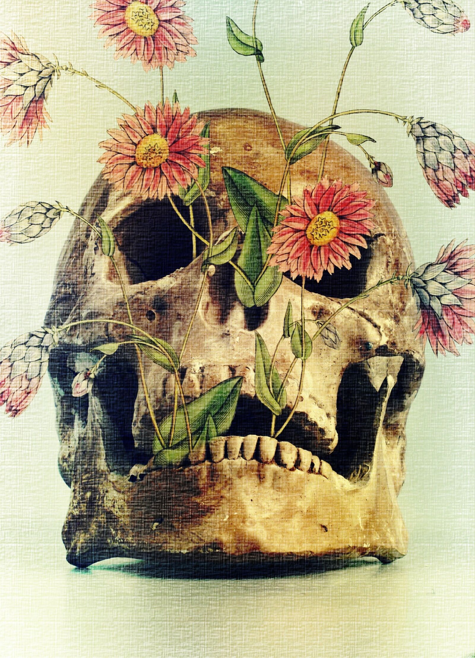 Canon EOS 1000D (EOS Digital Rebel XS / EOS Kiss F) sample photo. Death, skull, flowers photography