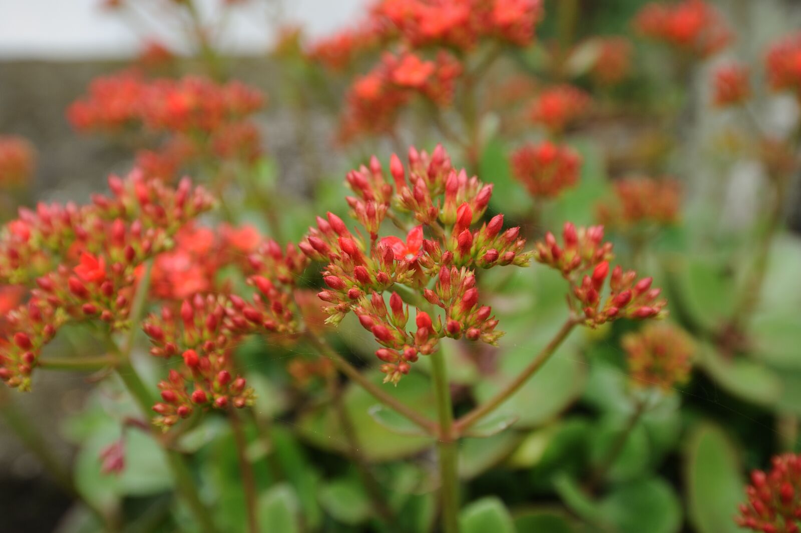 Nikon D700 sample photo. Flower, red, garden photography
