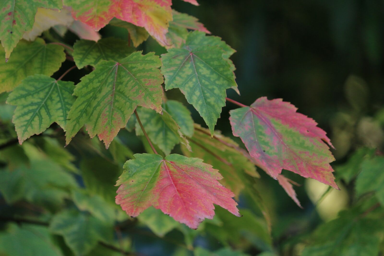 Canon EOS 70D sample photo. Maple, fall, colors photography