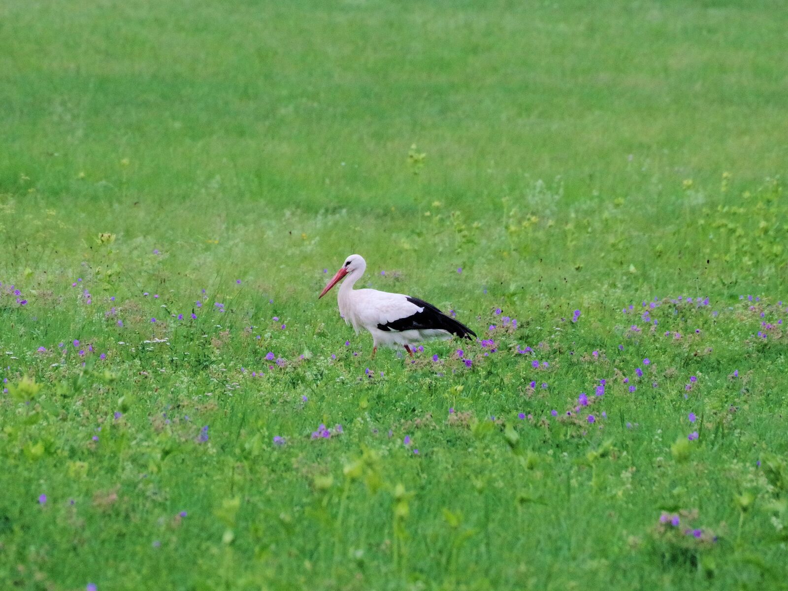 Pentax K-70 sample photo. White stork, meadow, stork photography