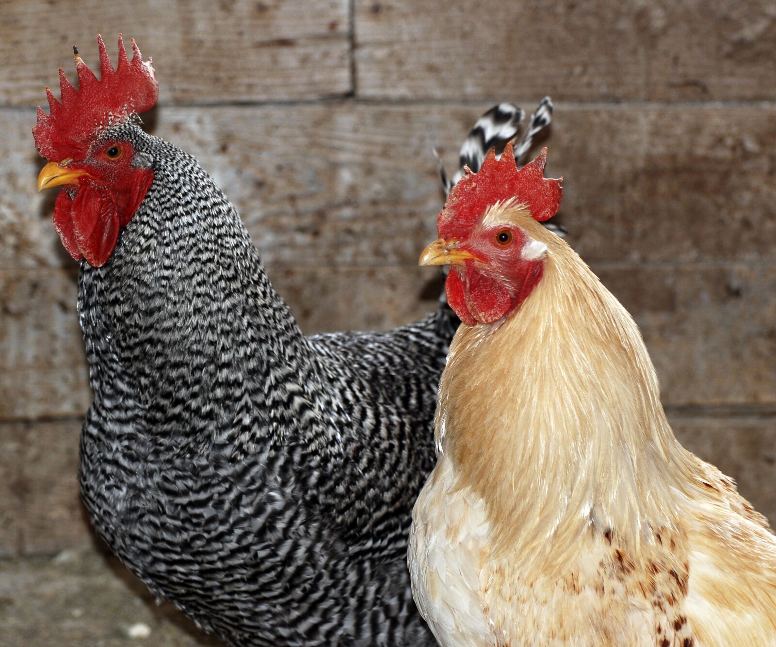 Nikon D80 sample photo. Chicken, farm, poultry photography