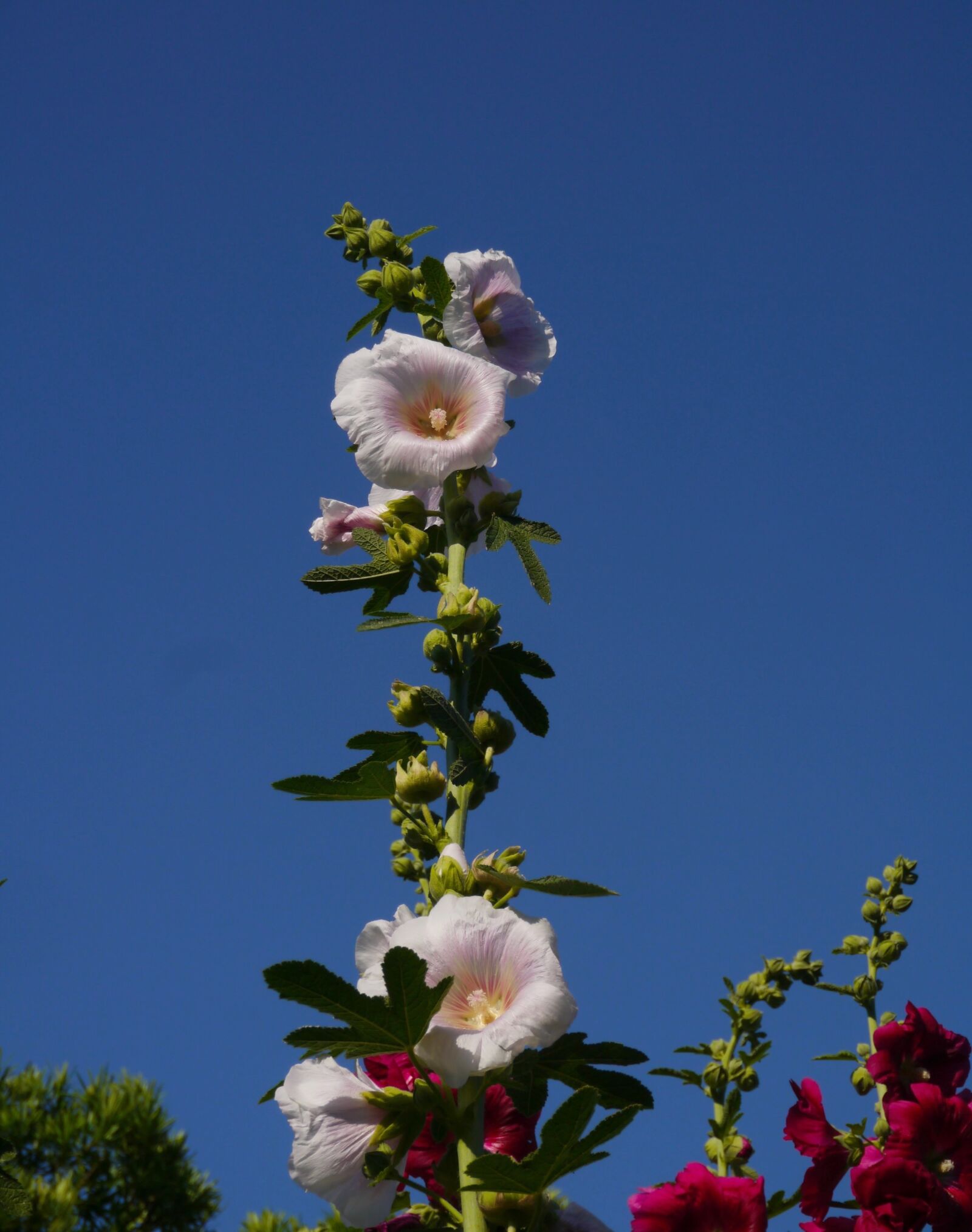 Panasonic Lumix DMC-GX1 sample photo. Althaea rosea, hana aoi photography