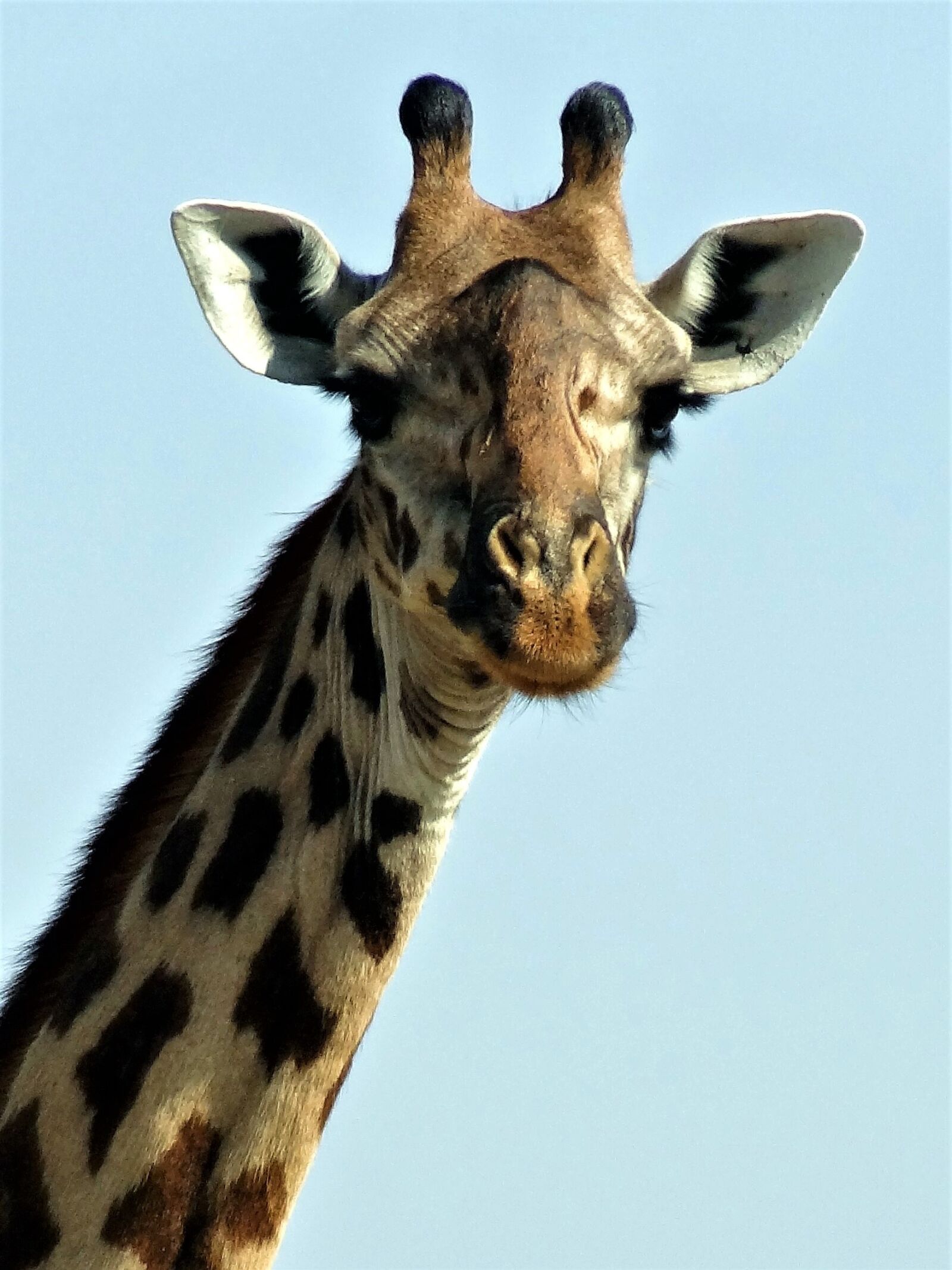 Sony Cyber-shot DSC-HX9V sample photo. Giraffe, zoo, animal photography