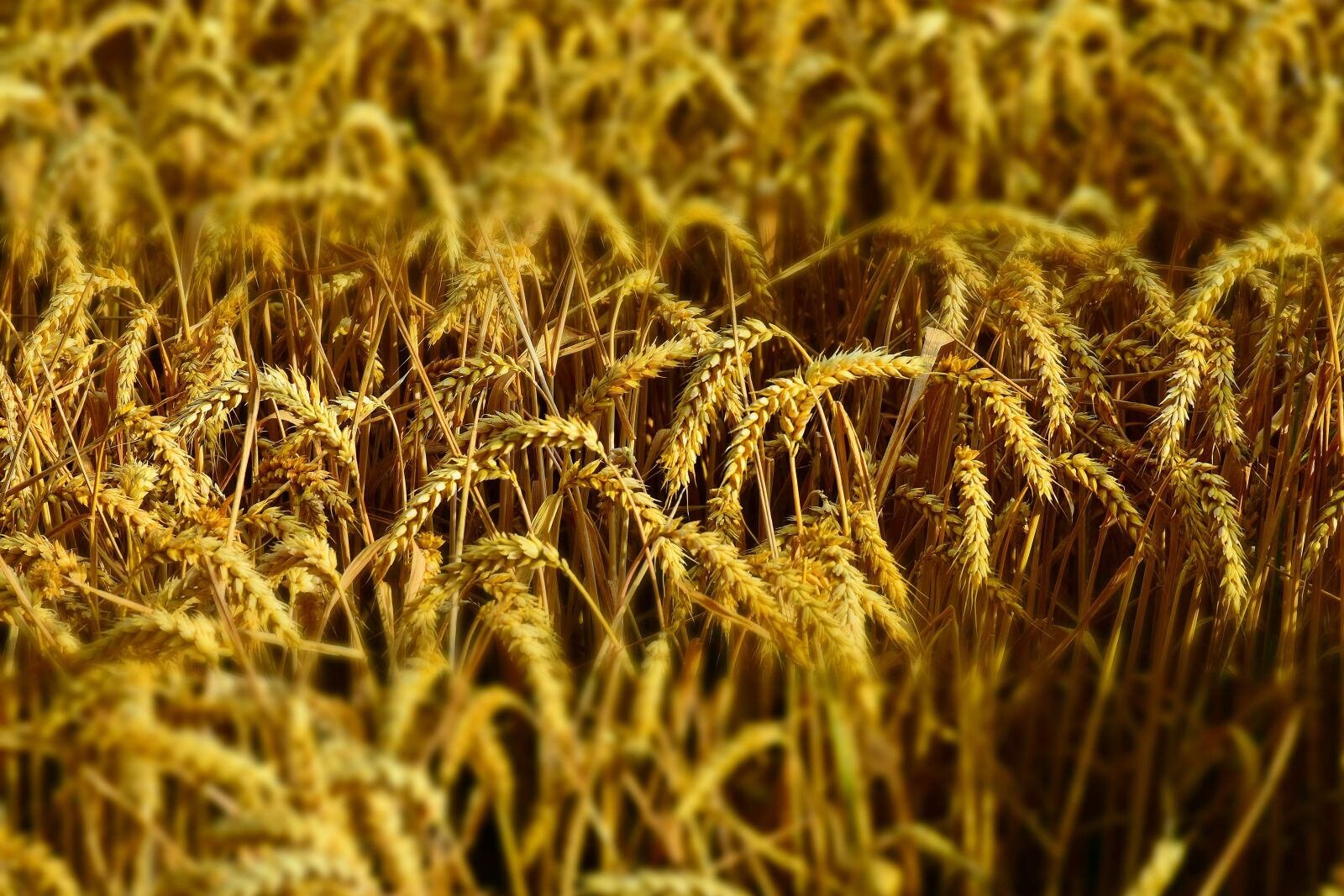 Nikon D7200 sample photo. Wheat, wheat field, wheat photography