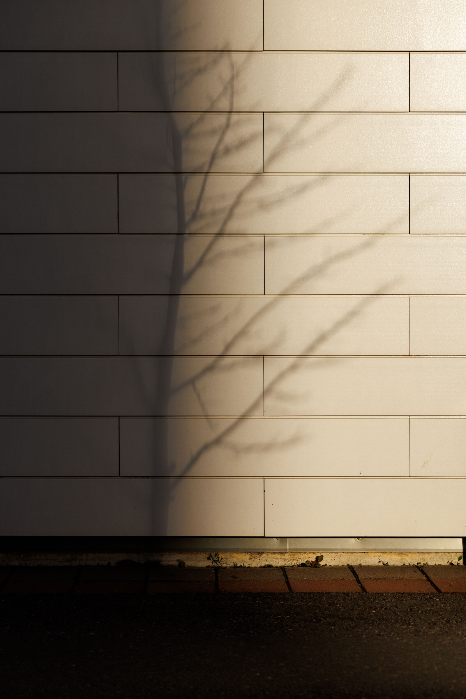 Canon EOS R5 Mark II sample photo. Shadow tree photography