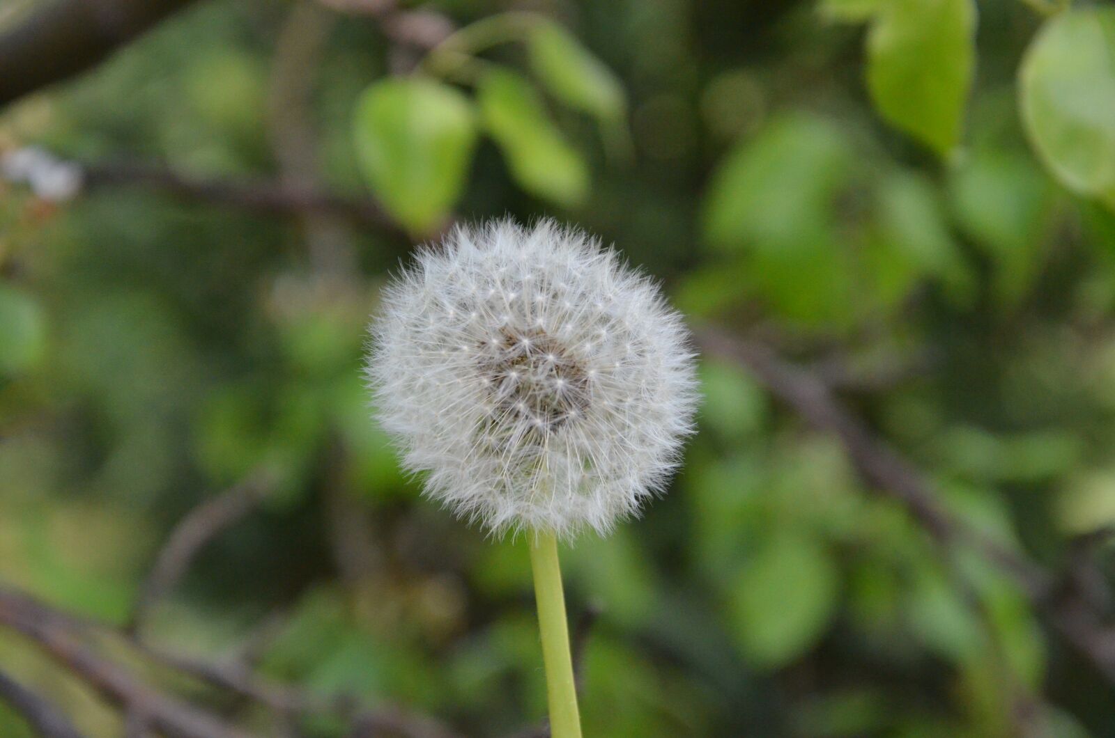 Nikon D5100 sample photo. Dandelion, sonchus oleraceus, plant photography